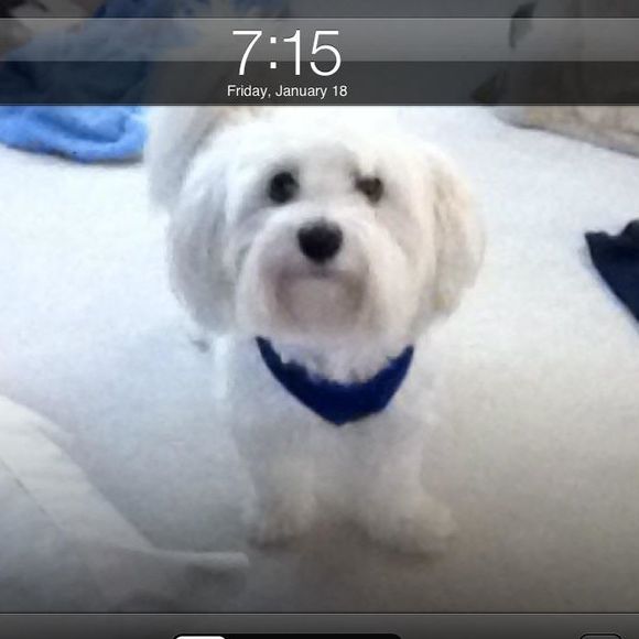 Meet your Posher, Dawn - Picture 1 of 1